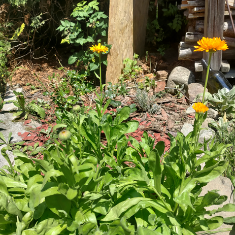 měsíček lékařský